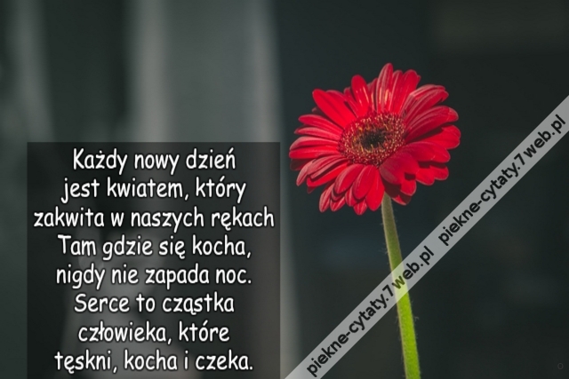 Każdy nowy dzień  jest kwiatem, który  zakwita w naszych rękach Tam gdzie się kocha,  nigdy nie zapada noc. Serce to cząstka człowieka, Które tęskni, kocha i czeka.