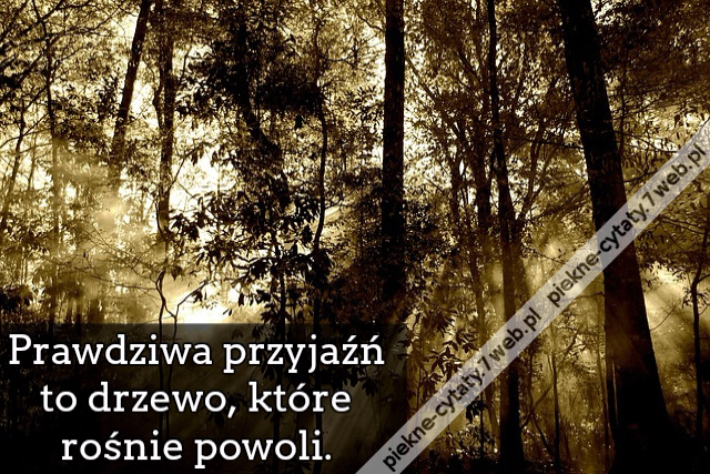 Prawdziwa przyjaźń to drzewo, które rośnie powoli.